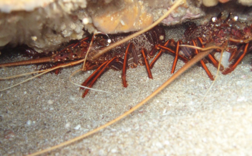 Crayfish Pair