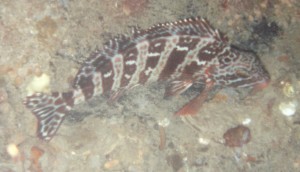 Camouflaged Rock Fish