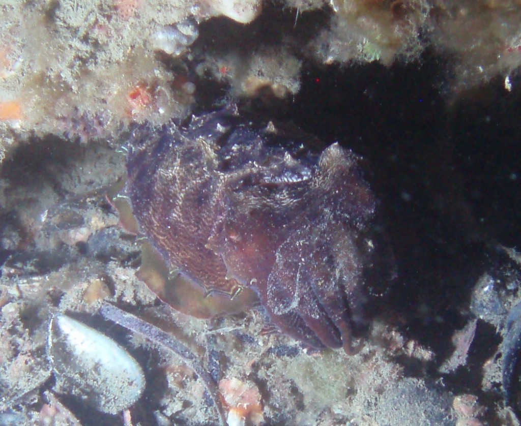 Purple Cuttlefish - BHP Jetty Night Dive