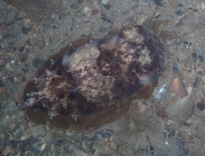 Purple Cuttlefish - BHP Jetty Night Dive