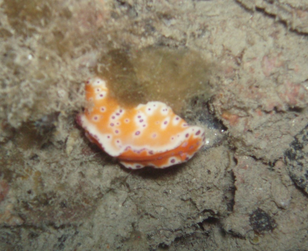 Purple Spotted Orange Nudibranch - BHP Jetty Night Dive