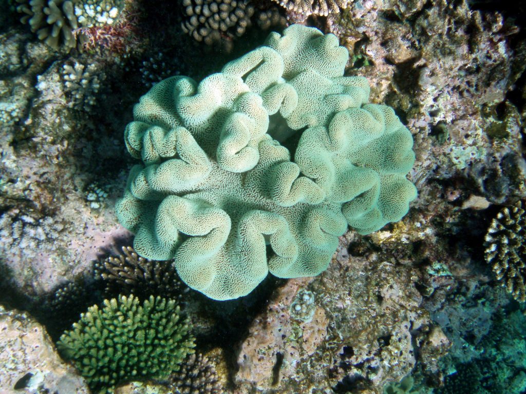 Green Coral Ball