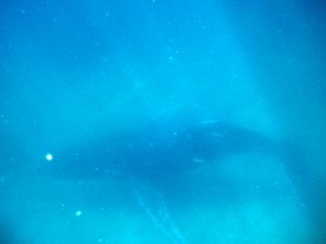Humpback Whale Below