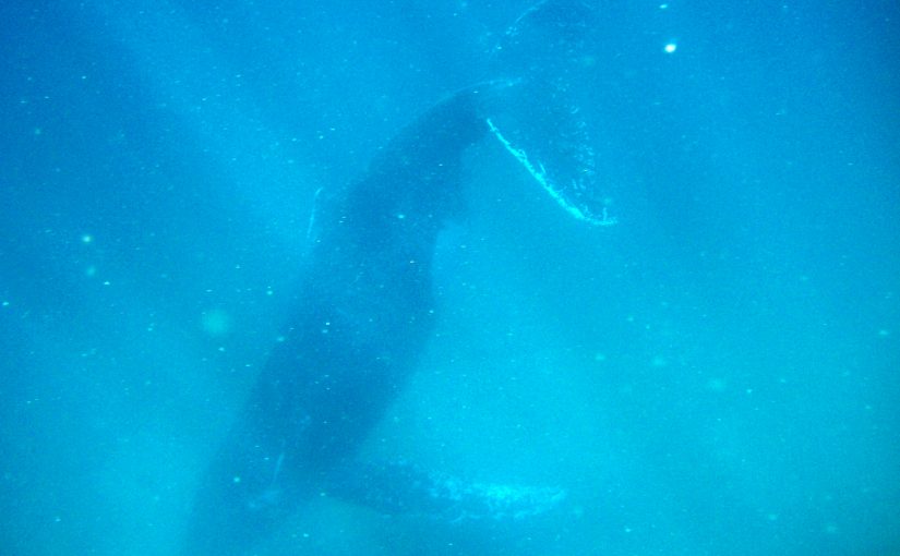 Humpback Whale Swim