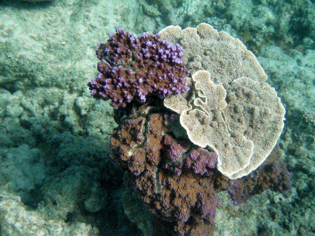 Mauve Coral