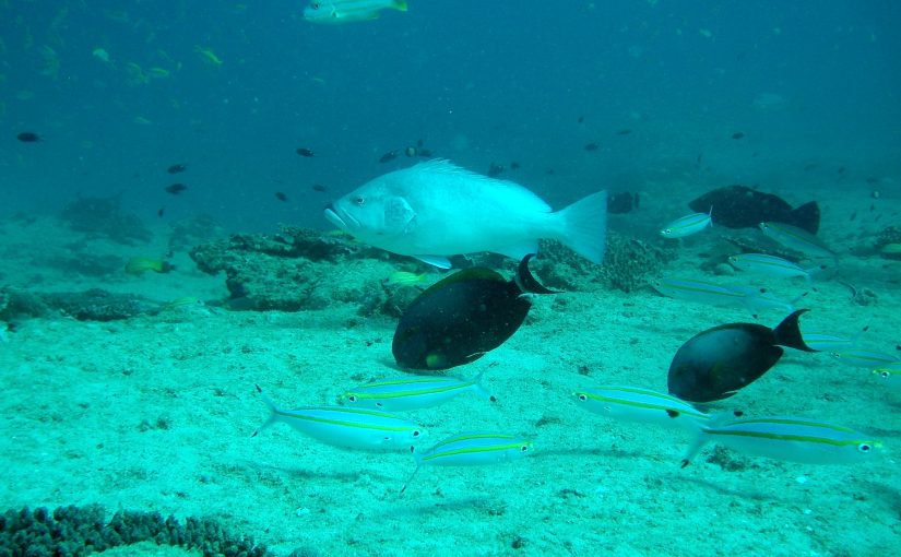 Ningaloo Reef Dive 1