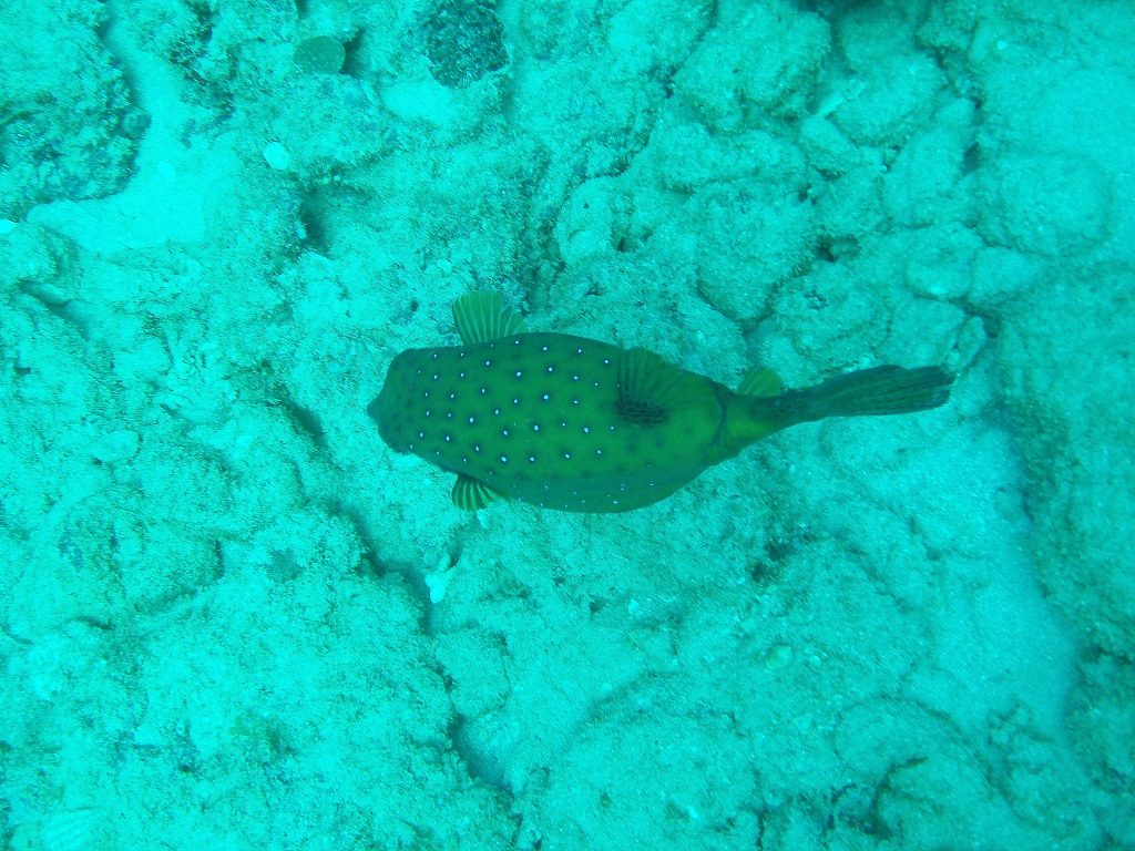 Spotted Puffer Fish