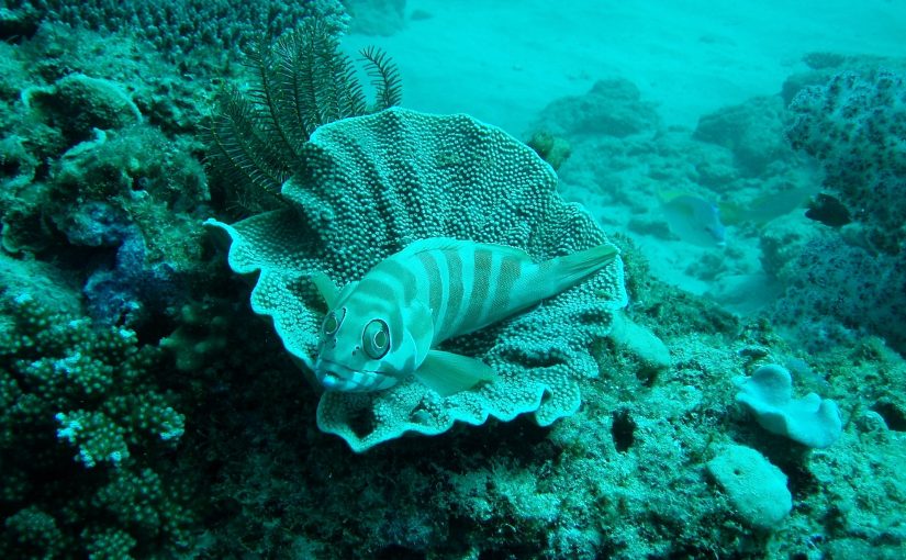 Ningaloo Reef Dive 2